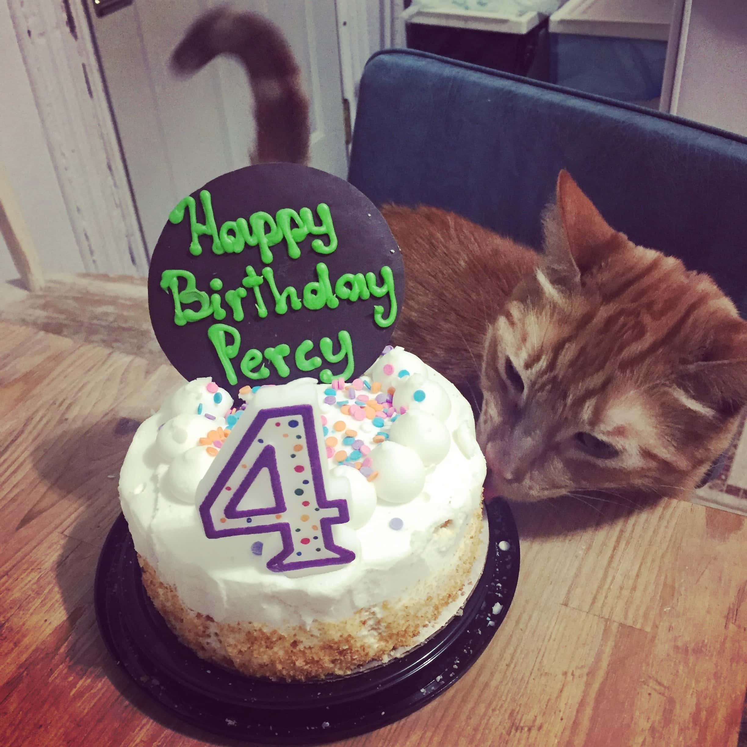 Cat licking his birthday cake