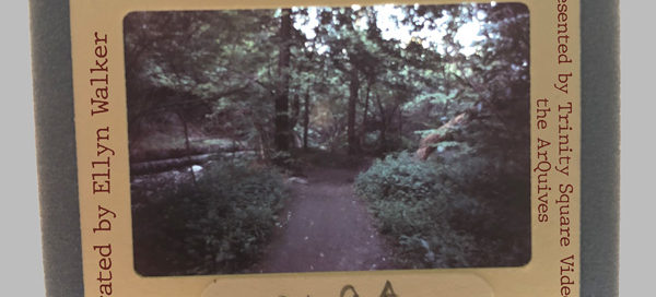 Physical photograph of a path through a wooded area.